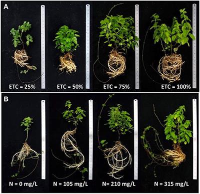 Physiological and Oxidative Responses of Japanese Mint Grown Under Limited Water and Nitrogen Supplies in an Evaporated Greenhouse System